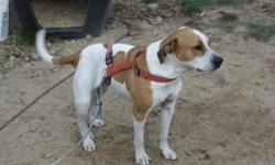 Hound - Annie The Hound - Large - Adult - Female - Dog
ANNIE THE HOUND HOUND MIX WHITE&BROWN ARRIVED 11/17/12 @ 50LBS @ FOUR-YEARS-OLD FEMALE Annie the hound is a great dog that is looking for a great home. Annie was surrendered by her owner's extended