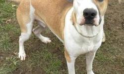 Hound - Auggie*in Foster* - Large - Adult - Male - Dog
***IN FOSTER***Hi, my name is Auggie! I'm a big, handsome, neutered male, tan and white hound mix. I'm playful and energetic and I love to chase after tennis balls. I also love to run and play with
