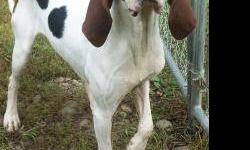 Hound - Ava - Medium - Adult - Female - Dog
AVA is an ~1 1/2 year old female tri-color hound. (~55 lbs) She has silky long brown ears with a "hound nose" that is in constant use! AVA does have a calm disposition & like her bath time.(She is more than
