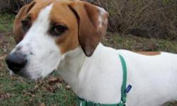 Hound - Bailey - Large - Adult - Female - Dog
Bailey was returned to the shelter due to normal puppy behaviors and challenges like lots of energy and a lack of impulse control. She is a good girl, and deserves to be given a second chance at happiness, and