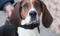 Hound - Bock - Large - Adult - Male - Dog
While showing what a handsome fellow Bock truly is, his pictures do not show you what long legs he has! He is a Hound/mix who came from a shelter in Ohio, hoping to find a home and family of his own here. He