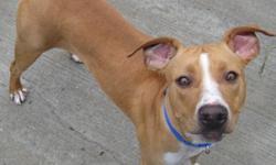 Hound - Buster - Large - Adult - Male - Dog
BUSTER MIXED BREED DOG TRI COLOR ARRIVED 02/22/13 @ 56 LBS @ TWO-YEARS-OLD MALE Buster is a sweet tempered dog that was surrendered from a home that couldn't keep him anymore. He has a lot of energy and needs a