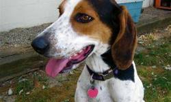 Hound - Daisy - Medium - Adult - Female - Dog
I was found in South Dansville on Lander Road running loose.
Adoption Process: HAHS has an adoption application that you can fill out if you are interested in one of our animals. Once we receive the
