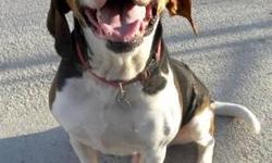 Hound - Drummer - Large - Adult - Male - Dog
Drummer is a handsome, noble dog. He is dog friendly and loves people. He loves to give hugs. Stop by and meet this great dog.
CHARACTERISTICS:
Breed: Hound
Size: Large
Petfinder ID: 24587028
ADDITIONAL INFO: