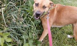 Hound - Fergie - Medium - Adult - Female - Dog
My name is Fergie and I am a 1 year old female mixed breed. I was originally surrendered to the shelter in August 2012, adopted out, then surrendered back in October. The reason I was brought back was because