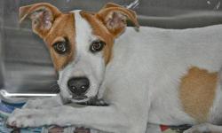 Hound - Fraggle - Medium - Young - Male - Dog
Meet Fraggle, he is new to Pets Alive after his rescue in the Cayman Islands! Fraggle is a bundle of energy. An enthusiastic walker, he listens and learns well and seems very eager to please. He is a great