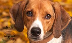 Hound - Jesse - Medium - Adult - Male - Dog
Jesse is a 2 1/2 year old Hound who has come a long way to just end up in another shelter. From what we can put together by tracing his microchip, he was adopted in Virginia. The person that adopted him was sent
