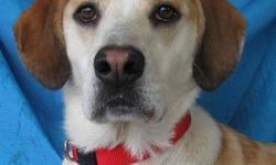 Hound - Puck Daddy - Medium - Young - Male - Dog
Sing Me A Song!
Puck Daddy was born about February 2, 2011 and weighs about 55 lbs. He is house trained, good on leash and in the car. He is trained on an electric fence and he adores his humans, asking for