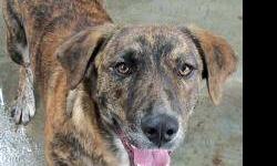 Hound - Rachel - Large - Young - Female - Dog
RACHEL is a spayed female hound mix, ~8 months old, 45 lbs. with a beautiful brindle coat. If traveling from outside the general area, please call the shelter ahead of time to be sure the cat/dog you are