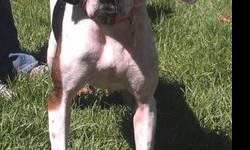 Hound - Roxanna - Medium - Young - Female - Dog
Well hello y'all. My name is Roxanna. I'm a female hound mix that was born around September of 2009. I'm a sweet but very nervous southern belle who is looking for a calm, quiet home with kids no younger