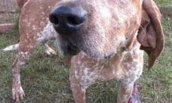 Hound - Sally - Medium - Adult - Female - Dog
Hi, my name is Sally! I'm a beautiful, 1 year old, red and white spotted hound mix. I'm so sweet and gentle and I love to be petted and cuddled. I'm a little shy at first, but I warm up quickly. I hope I find