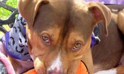 Hound - Sarge - Large - Young - Male - Dog
Super sweet Sarge is best described as a big loving pup! This guy is super happy, super friendly and a super dog! Our playful and fun friend Sarge loves toys too! Because Sarge still has some puppiness in him
