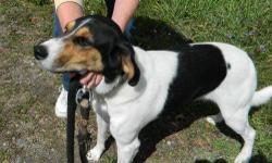Hound - Sheena - Medium - Adult - Female - Dog
Sheena has had a bit of bumpy road in her life. She came to Lollypop Farm from a shelter in West Virginia in the hopes of finding a home here. She came down with a doggie cold, so had to be isolated for a