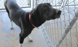 Hound - Shelby - Large - Young - Female - Dog
Shelby is one of Amelia's puppies that we adopted out earlier this year she is 6 months old now. She is a very sweet girl that still has some height growing to do. She was the last puppy found when we picked