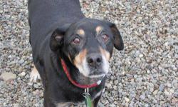 Hound - Snoot - Medium - Senior - Male - Dog
Hi,
We are Snoot & Jill. We are 11 years young and come as a package deal. Our owner decided that he didn?t want us anymore so we were dumped at a shelter. We hadn?t done anything wrong. We came to paws