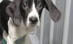 Hound - Sonny - Large - Baby - Male - Dog
Sonny is a Hound puppy that came in with his sister Cher. They are 3-4 months old. Look at those ears! These two are just adorable. Sonny's sister was adopted. Sonny is learning how to sit now and has been keeping