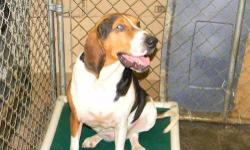 Hound - Spot - Medium - Adult - Female - Dog
Spot is a super sweet and lovey girl. She loves to be the center of attention, and loves to snuggle and be pet. She gets along with some other dogs (as long as they let her steal the spotlight sometimes) and
