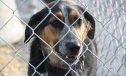 Hovawart - Melosa - Medium - Adult - Female - Dog
MELOSA HOVAWART BLACK & TAN ARRIVED 12/22/12 @ 55 LBS @ TWO-YEARS-OLD FEMALE Melosa is a gorgeous and timid dog that has been running at large in the town of Schuyler Falls for three months. She was