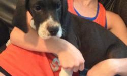 Huey is a sweet half euro mantle puppy. He is ready for his new loving family. He has a full collar and loves everyone. All puppies are family raised in our home and very socialized. Parents are oliving family members. Excellent lineage. They are up to