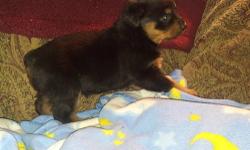 I have purebred rottie pups ready for valentines day. $600 parents on premises.... Pictures of last years litter available.....parents both huge gorgeous rotts....tails/dews docked 1st shot/wormed....Raised in the house handled all the time since birth,