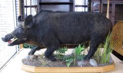 This is a real vintage stuffed Russian Blue Boar. This display weighs in at around 200 pounds including the decorated wood base on wheels. Looks like a very high museum quality taxidermy effort with lots of realistic detail and this looks good at all