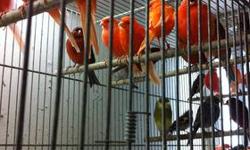HERE @ THE BIRD SHOP WE HAVE HUNDREDS OF CANARIES TO CHOOSE FROM
WE HAVE RED FACTORS,YELLOW AMERICAN SINGERS,SOLID WHITES,RUSSIANS,SPANISH TIMBRADOS,BRONZES,RED MOSAICS,FIFES PRICES FROM $65.00 AND UP DEPENDING ON BREED
CALL PEDRO 917-435-0232 OR VISIT