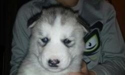 Three beautiful male husky pups all black eith white and blye eyes for more info text 585-590-1933