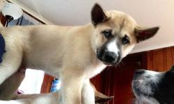 I have one huskita male available he's 9 weeks old. He was the first born! I would love to keep him but I have 4 dogs of my own. He's very energetic and loves to run and give kisses! I own both parents the mother is a full bred husky and the father is