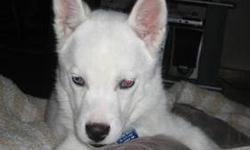 Husky - Beans - Large - Adult - Male - Dog
Beans Alaskan Husky
Adult/Male
Large (61-100 lbs)
Kennel #20 Turn-in
Needs leash work
Good with most other dogs
Home with no small children due to jumping
Housebroken/Crate trained
Beans is one frisky fellow. He