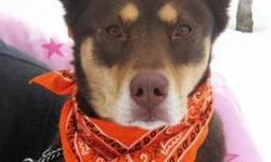 Husky - Landon - Medium - Adult - Female - Dog
Landon is such a lovely girl! This laid back and happy gal walks nicely on a leash and is always up for a walk! Landon loves everyone she meets so we know she'll love you too! Landon loves running in the snow