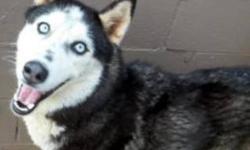 Husky - Nanook - Large - Adult - Female - Dog
NANOOK SIBERIAN HUSKY BLACK & WHITE ARRIVED 01/17/13 @ 76 LBS @ SEVEN-YEARS-OLD FEMALE Nanook is a gorgeous husky that was found running at large in the city of Plattsburgh, New York. Like most huskies she is