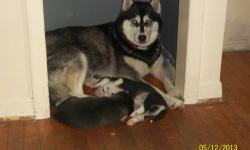i have 1female siberian husky pup. SHE's gray with white markings with blue eyes. The mother is on premises the father is ckc registered and my daughter has him.there will be a pic of him in photos along with the mom. These pups are going on 5 weeks old,