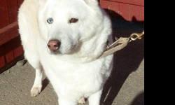 Husky - Rocky3 - Medium - Young - Male - Dog
Rocky 3 is a m/n Husky a year and a half old. He spent his life chained outside. He is very sweet and affectionate but needs basic training. He is a very high energy dog and needs an experienced dog owner who