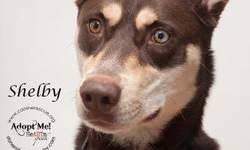 Husky - Shelby - Medium - Adult - Female - Dog
Shelby is a beautiful 2 year old female husky mix with one blue eye and one brown. Her current owner works long hours and Shelby is home alone too much. She would love an active home where she can be playful
