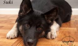 Husky - Suki - Medium - Young - Female - Dog
Suki is a newcomer to the Rescue. She is very sweet but has had no training. Suki gets along great with the other dogs and will train up quite nicely. If you think you might be interested in adopting, your