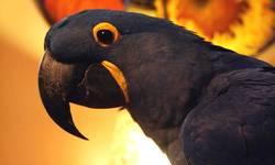 Hello !
I have a Hyacinth Macaw Bonded Pair for sale that never produced. They are microchipped and thought to be in their mid 20's. Originally came from Florida.
So.. here is the catch, these parrots are to be purchased for pet purposes only (no