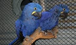 HYACINTH MACAW PROVEN PAIRS FOR SALE PROVEN TO PRODUCE 2 BABIES A YEAR !! GREAT PARENTS BOTH SIT AND FEED THERE YOUNG !! BEAUTIFUL BIG BLUE GIANTS DNA TESTED WITH PAPERS YOUNG SET, I WILL SHIP PLEASE CALL NO EMAILS CALL ONLY THANKS !! 917 200-4621