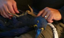 we have now baby hyacinth macaws available for sale please visit us website at
www.floridababybird.com
www.exoticbird.co
for mor information call me at 626-5283637