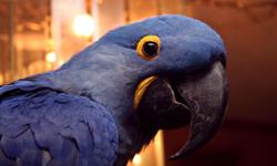 Pair of Hyacinth Macaws (male / female) for sale. Please email me for more information. I am located in Upstate NY and no, this is NOT a scam.
Thank you !