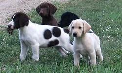 Adorable puppies now available!
We also have started hunting dogs for sale from SD hunting lodge.
Chocolate,black,yellow and spotted.(Black and white spotted) (White and tan spotted) and (chocolate and white spotted) Very unique and excellent puppies and
