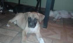 Beautiful labradane babies for adoption. Very healthy and well socialized. Babes have been seen by a vet tech and are completely dewormed. They are very loyal and highly intelligent, playful and loving. Males will be between 85 - 100 pounds and the
