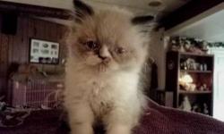 We have Hymi and Persian kittens for sale...they are adorable...the older ones are 100...and the younger ones are..200
they are pet quality...no fleas...they are just so sweet..the younger ones are 4 weeks..we will ask a small deposit to hold them...and