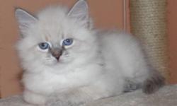 Hypo-Allergenic Kittens with Champion Pedigree and Sky Blue Eyes
Kittens come with TICA Registration and Health/Allergy Guarantee by contract.
As of now we accept a reservation fee for our next litter ONLY.
Please visit our website -