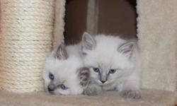 Hypo-Allergenic Kittens with Champion Pedigree, Siberian Health and Sky Blue Eyes
As of now we accept a reservation fee for our next litter.
Price range is $1,400 ? $1,600
Kittens come with TICA Registration and Health/Allergy Guarantee by contract.
IF
