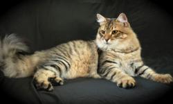 I have a stunning black mackerel tabby Siberian available for adoption to an approved show or pet home. This gorgeous boy has already earned his championship with CFA and was a natural in the ring. He is a big boy who loves to play but is also a big
