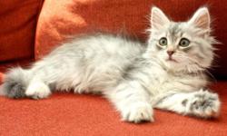 We have kittens available born July 15th from Grand Champion father. Lots of colors to choose from! We have two blue tabby females with white feet. We have two colorpoint males with white feet. And one blue tabby male with white feet. We also have another