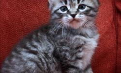 We have a male tabby, born on 8/19/2012 who is available for adoption. He is so loving and affectionate and runs his little purr motor all the time. He will be ready to go to his new home at twelve weeks of age. He will come with a health guarantee and