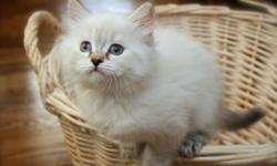 We have Grand Champion sired kittens available . There are three to choose from! We have a tortie lynx point female and two flame lynx point males. We are now accepting deposits to hold your kitten until she is ready to go home at twelve weeks of age,