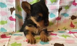 I HAVE 4 YORKIE-POO PUPPIES AVAILABLE. 3 FEMALE & 1 MALE LEFT. 6 WEEKS OLD. SHOTS INCLUDED.
ALL PAPERWORK AVAILABLE.
**** Actual Picture****
IF INTERESTED CALL OR TEXT ME @ 516-808-5919
This ad was posted with the eBay Classifieds mobile app.