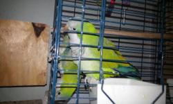 I like to have 2 blue gray tanagers male and famale i have 2 all ready bot i like to have more if u have any please tex me at my cell 1917 5978733 I live in brooklyn ny thanks